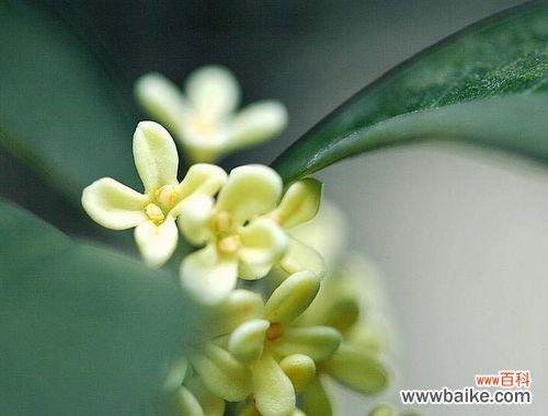 传达祝福的芳香之花 桂花的花语意义