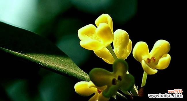 传达祝福的芳香之花 桂花的花语意义