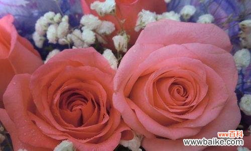 21朵玫瑰花意味着什么？ 解析21朵玫瑰花的花语