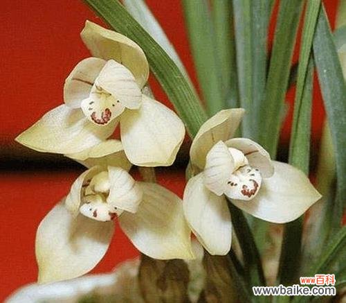 探寻火花兰的神秘内涵 火花兰的花语