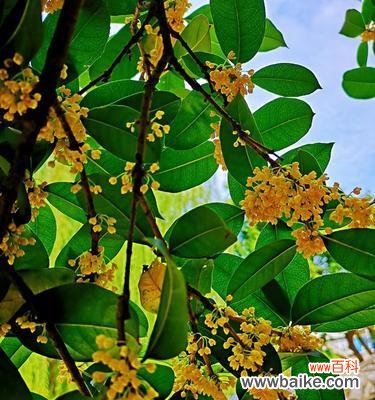 桂花花语探秘，唤醒内心深处的情感 芳香满溢的桂花