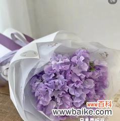 探究黑紫色马蹄莲的象征意义与文化内涵 黑紫色马蹄莲的花语