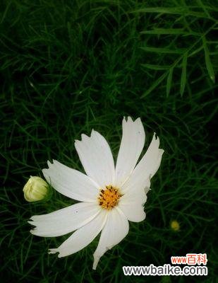 传递爱与友情，向生命致敬 波斯菊的花语和寓意