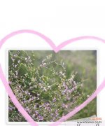 以什么花的花语是表白的意思 浪漫表白，一朵花的告白