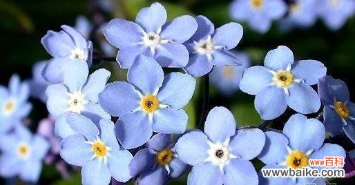 花开花落 永远不要忘记我的花语——郁金香