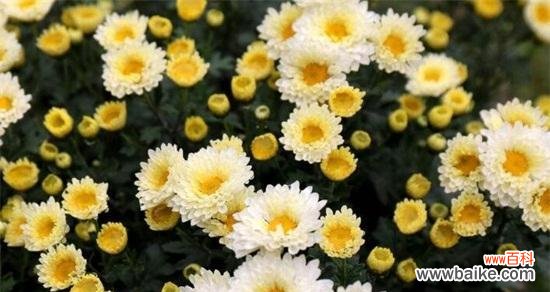 探寻白色百合背后的纯洁与美丽 纯洁之花