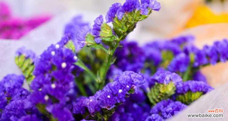 探寻紫罗兰的花语及其象征的友情 友情之花语——以紫罗兰为媒介
