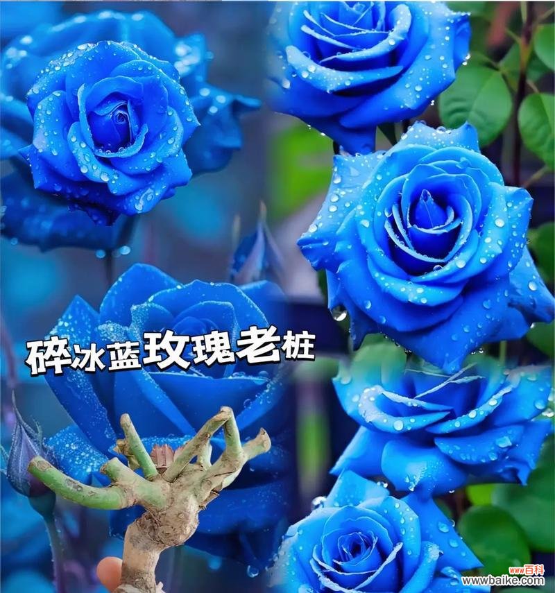 213朵玫瑰花的含义是什么？