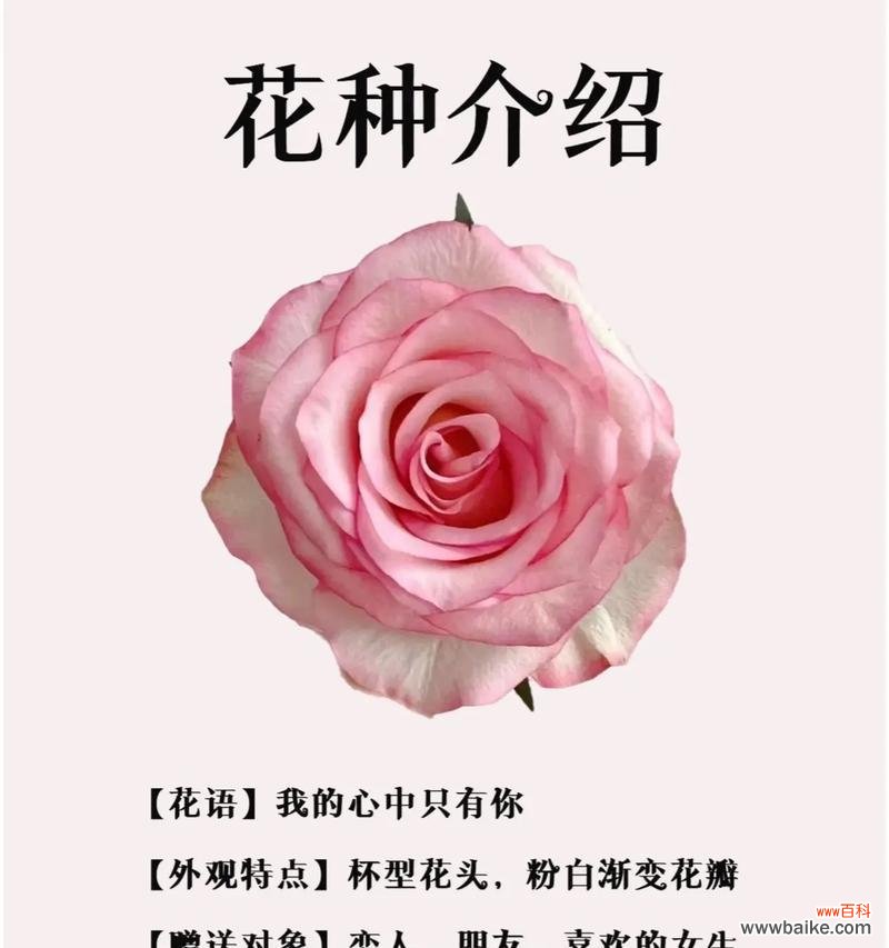 213朵玫瑰花的含义是什么？