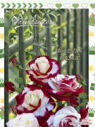 一支玫瑰代表什么情感？送一支玫瑰的含义是什么？