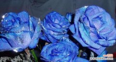 探寻蓝玫瑰在生活中的秘密 十一朵蓝玫瑰的寓意及象征意义