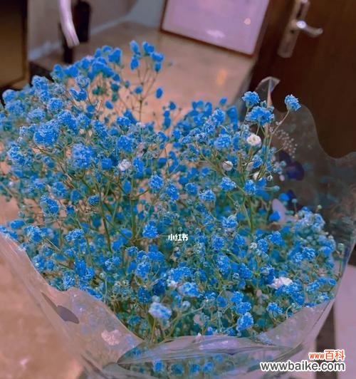 探寻满天星背后的传说与故事，了解其不同的花语意义 满天星的花语与寓意