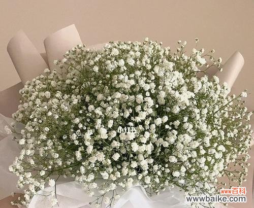 探寻满天星背后的传说与故事，了解其不同的花语意义 满天星的花语与寓意