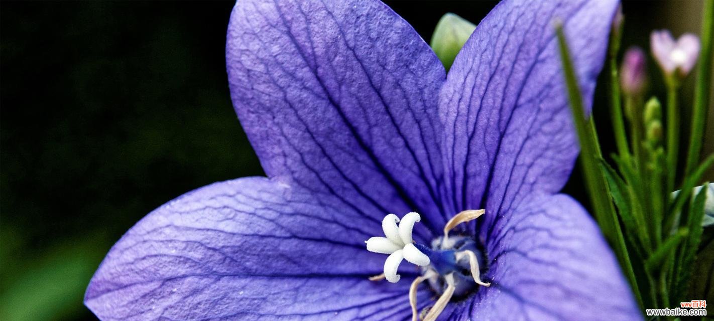 各色桔梗的寓意与象征 缤纷桔梗花语