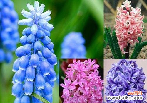 以玫瑰花语探寻单身生活的魅力 解读单身花语的意义及象征