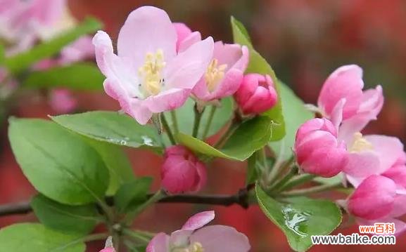 用花语传达诚挚的歉意 挽回失误的道歉花语