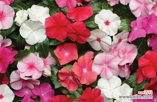 玫瑰花语与爱情的等待 等我——以玫瑰花的花语为主题的文章