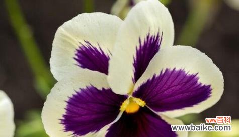 用百合花语传达真心关怀 用百合花语懂你——理解与关怀的表达