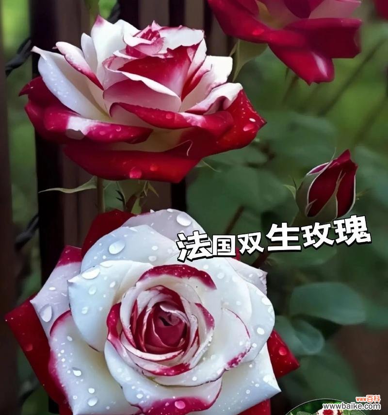 两支红玫瑰花的含义是什么?用英语如何表达?