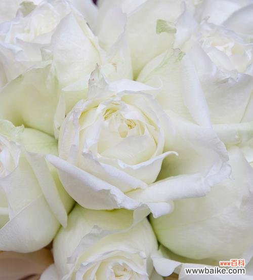 白玫瑰19支的含义是什么?送花时应注意什么?