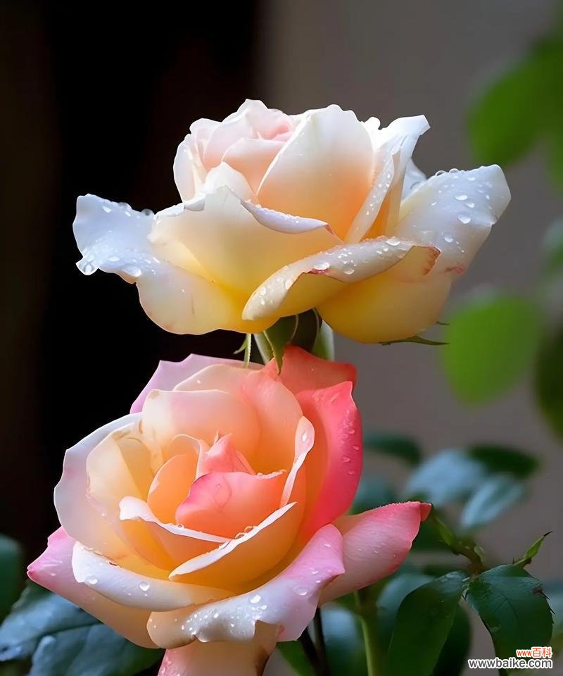 613朵玫瑰花的花语是什么?