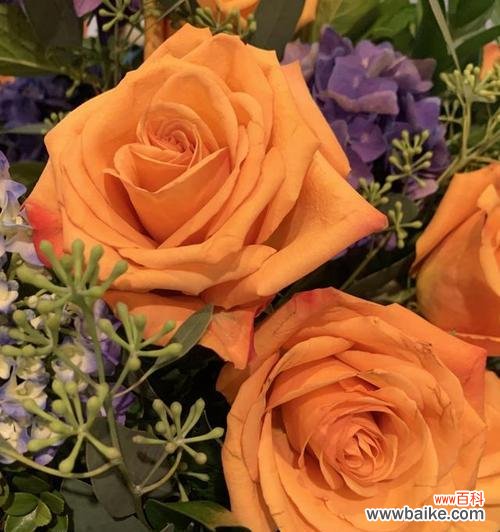 671朵玫瑰花的含义是什么?