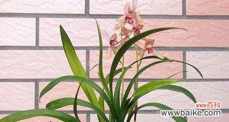 深入了解兰花的情感和寓意 解析兰花花语