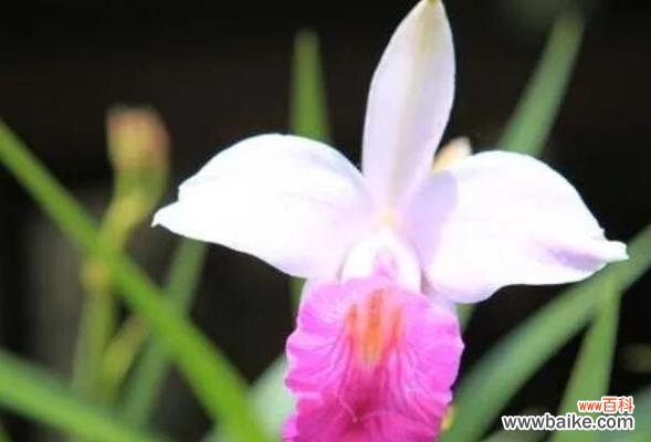 深入了解兰花的情感和寓意 解析兰花花语