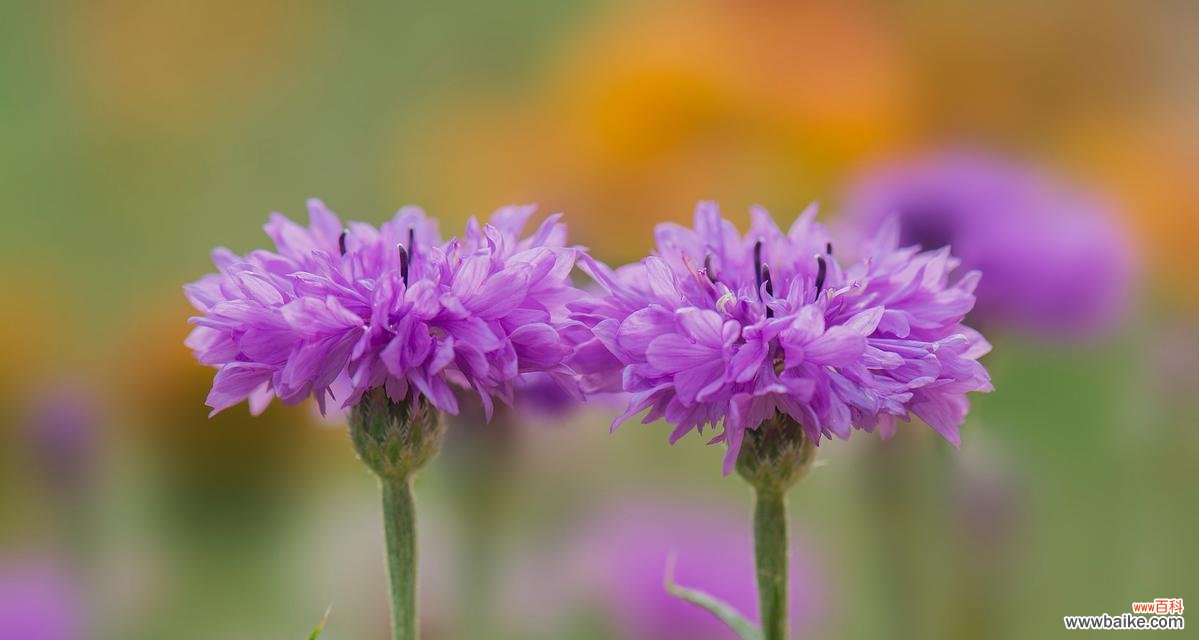 领略矢车菊的美丽与坚韧，白羊座的启示 白羊座的守护花——矢车菊花语