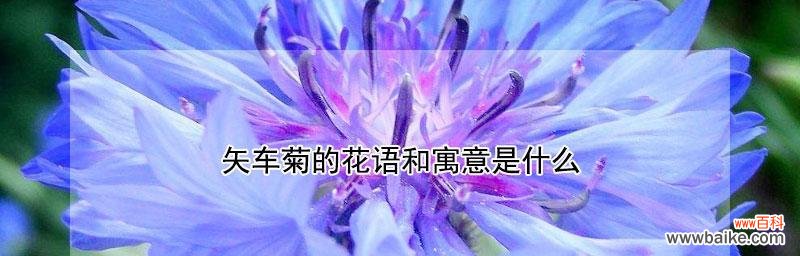 领略矢车菊的美丽与坚韧，白羊座的启示 白羊座的守护花——矢车菊花语