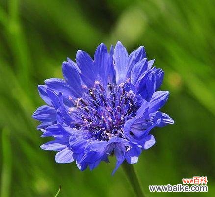 领略矢车菊的美丽与坚韧，白羊座的启示 白羊座的守护花——矢车菊花语