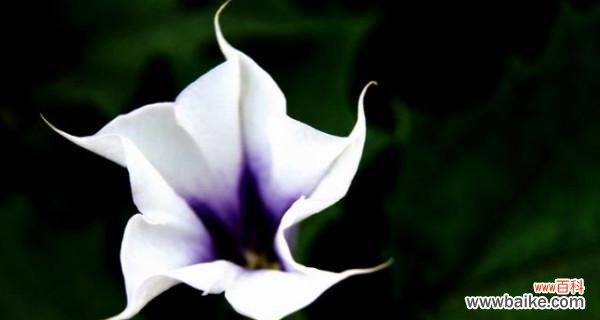 探究曼陀罗花的深意与美感 曼陀罗花的花语