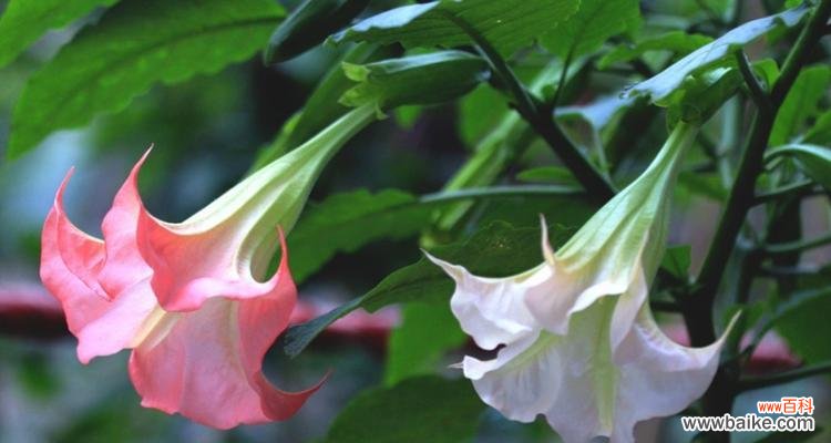 探究曼陀罗花的深意与美感 曼陀罗花的花语