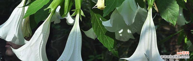 探究曼陀罗花的深意与美感 曼陀罗花的花语