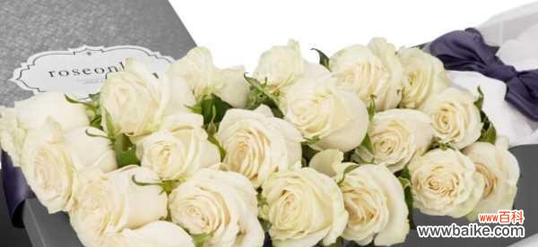 纯洁、爱情、敬仰 白玫瑰花语与涵义