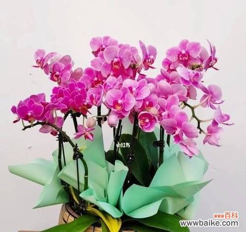 解密蝴蝶兰花语，探访神秘传说 蝴蝶兰传说