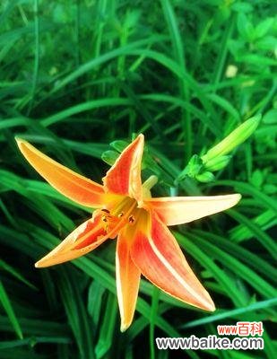 寓意深远的花朵,传递的是什么? 萱草——绽放温柔的情感