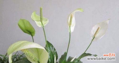 传递好运与顺利 一帆风顺花的含义和花语