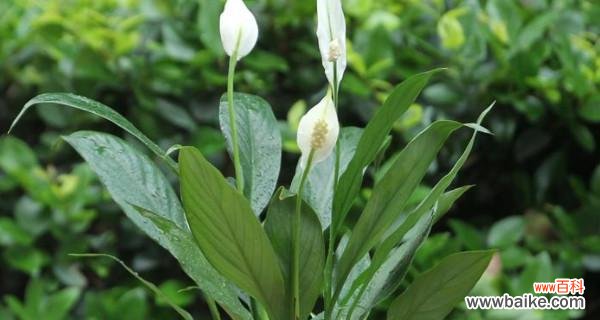 传递好运与顺利 一帆风顺花的含义和花语