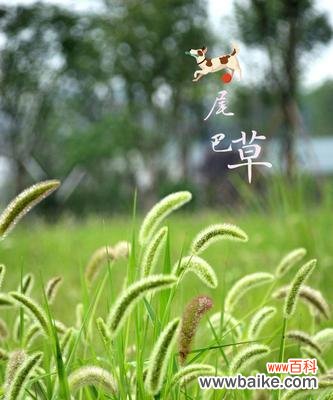 探寻狗尾巴草花语的深层含义 狗尾巴草的花语