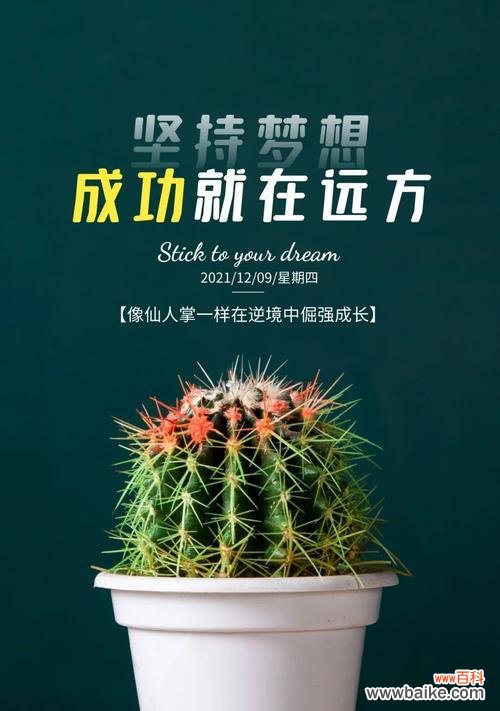 康乃馨 奋斗之花——康乃馨的花语