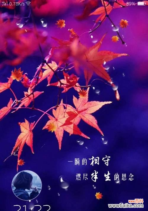 用花语传递新生的力量 用白色郁金香花语诉说放下过往的故事