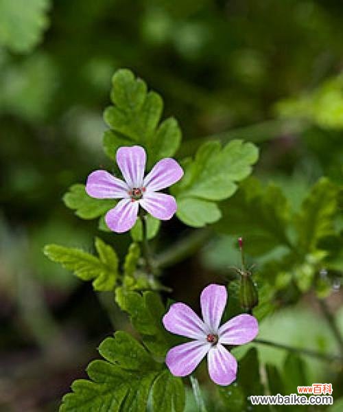 通过百合花了解复活的含义 以百合花为主题的复活花语