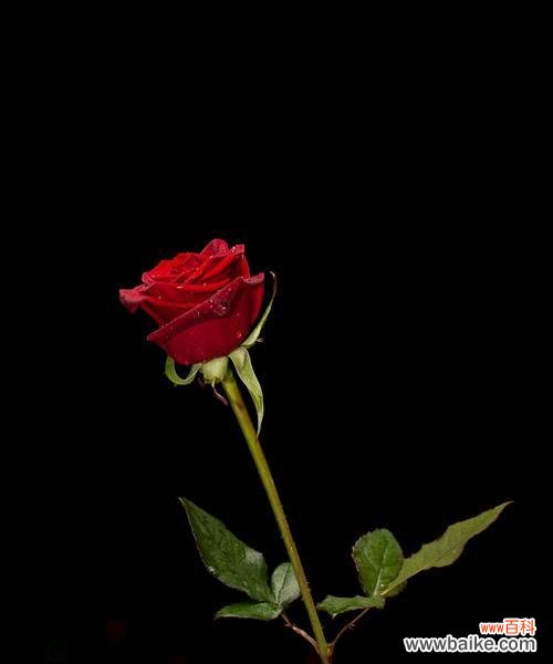 十朵玫瑰加四朵百合代表什么？它们的象征意义是什么？