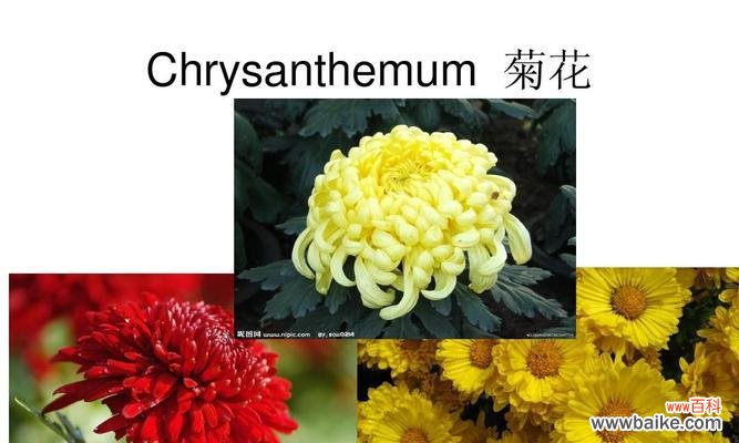 如何用英语简短地说一句关于菊花的句子？