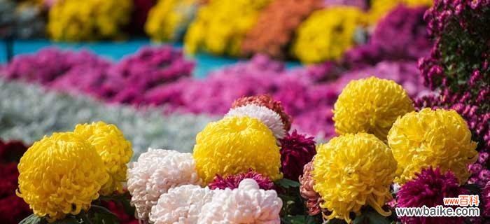 解读花海中的柔美 水色风信子的花语