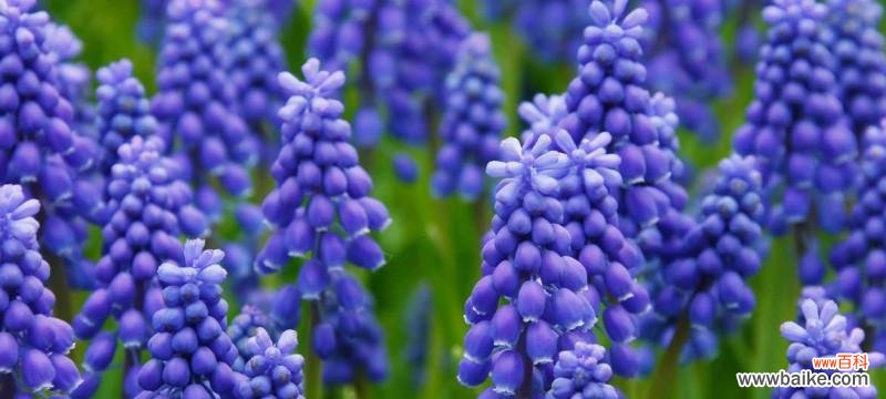 解读花海中的柔美 水色风信子的花语