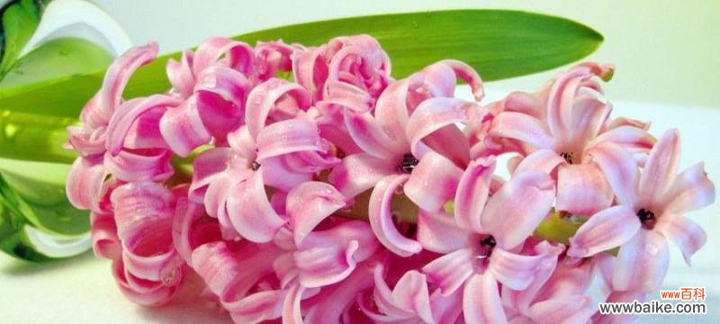 解读花海中的柔美 水色风信子的花语