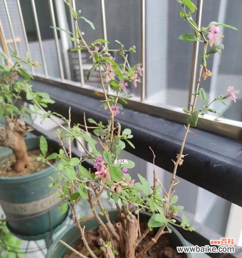 探秘枸杞花的寓意与传说 枸杞花语之美