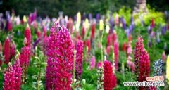 揭秘鲁冰花的意义与涵义 鲁冰花的花语与象征意义